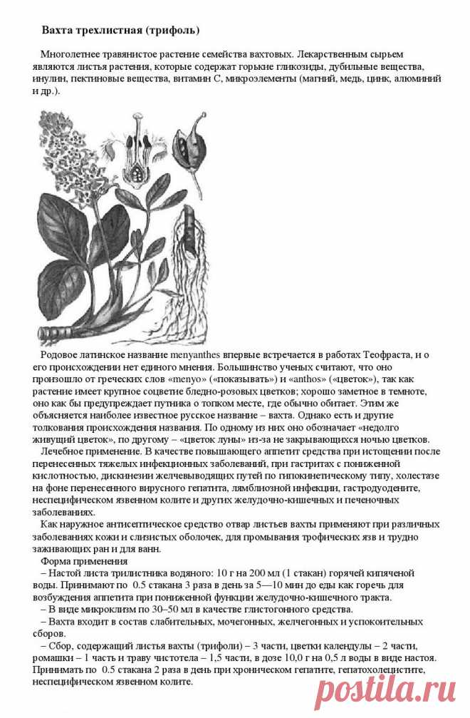 Вахта трехлистная (трифоль).
«Уникальные лечебные свойства сорняков»  Корсун В.Ф., Викторов В.К.