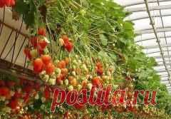 Как выращивают клубнику...