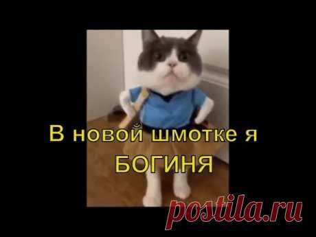 Костюм для кошек - не одежда. Это образ. Интересная подборка