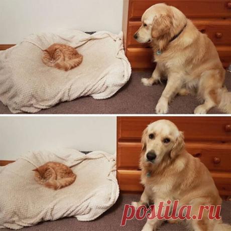 А ты, Шарик, и без постели обойдешься!