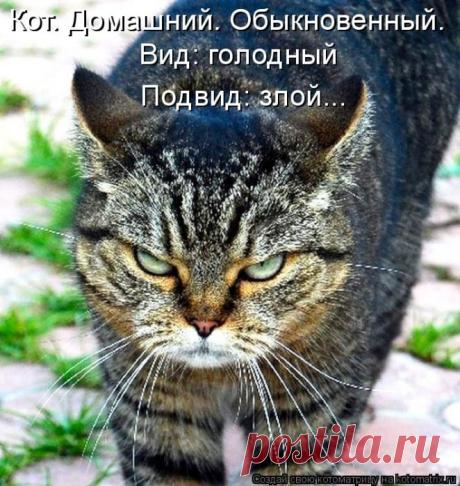 Басня. Голодный кот
Голодный кот с утра обои рвет.
Хозяин спит, не хочет просыпаться.
Кот ходит-бродит, жалобно поет…
Коль голоден, куда тебе деваться?
- Ты, что кричишь? - сказал Карась ему,
В аквариуме живший, на ко…