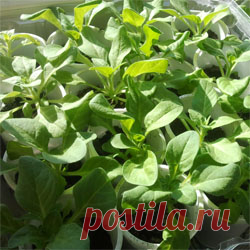 Чем подкармливать рассаду петунии и когда это делать