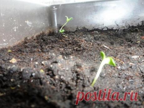 Посев астр на рассаду − пошаговая инструкция