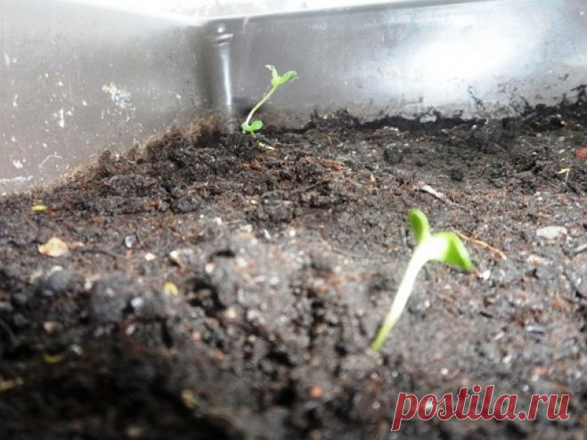 Посев астр на рассаду − пошаговая инструкция