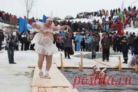 Funny winter Uglich walruses in packs