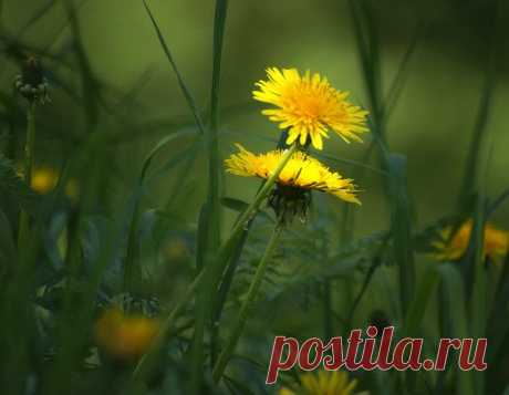 Фото Без названия. Альбом Окружающий мир природы - 50 фото. Фотографии Вера Бокарева.