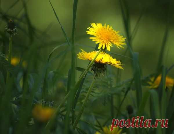 Фото Без названия. Альбом Окружающий мир природы - 50 фото. Фотографии Вера Бокарева.