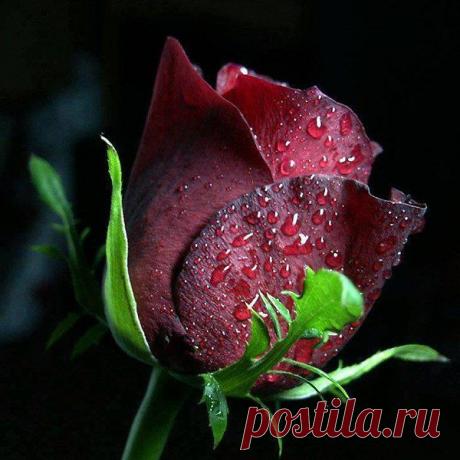 wasfee: В жизни я слышал многое — клятвы, обещания, комплименты, но лучшее, что я слышал — тишина. В ней нет лжи.