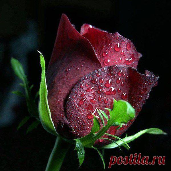 wasfee: В жизни я слышал многое — клятвы, обещания, комплименты, но лучшее, что я слышал — тишина. В ней нет лжи.