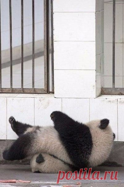 Операция по побегу из зоопарка дала сбой