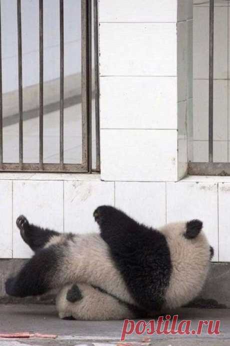 Операция по побегу из зоопарка дала сбой