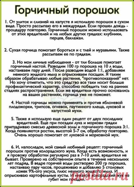Горчичный порошок - мое самое любимое средство от вредителей.
Рассказываю, как я его применяю.