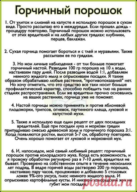Горчичный порошок - мое самое любимое средство от вредителей.
Рассказываю, как я его применяю.