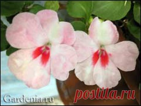 Дайджест сайтa Gardenia.ru Номер 521