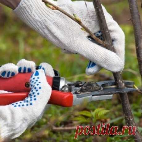 Полезные и целебные свойства топинамбура - МирТесен