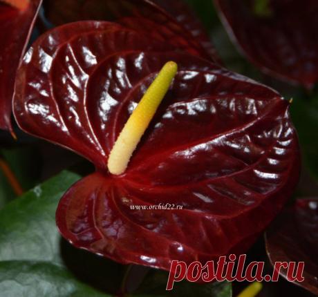 Anthurium Otazu