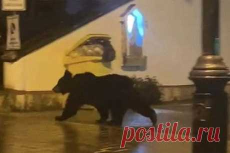 Изгнанный с курорта за кражу печенья медведь вернулся за рождественским кексом. Медведь, которого выгнали за кражу печенья с итальянского горнолыжного курорта Роккаразо, расположенного в регионе Абруццо, вернулся за рождественским кексом. Впервые он появился на курорте в декабре 2021 года. Тогда хищника поймали и переместили в вольер в другом районе, но вскоре выпустили на волю.