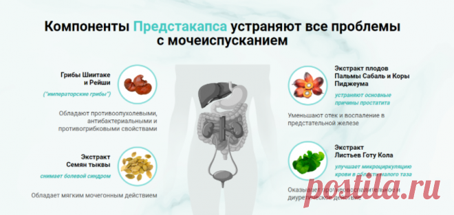Состав и форма выпуска
Предстакапс представляет собой капсулы по 500 мг. В одной упаковке 20 капсул. В составе препарата только натуральные компоненты, обеспечивающие максимальный эффект:
Готу Кола – усиливает кровообращение в паховой области.
Гокшура – значительно увеличивает выработку тестостерона.
Эпимедиум – восстанавливает нормальное мочеиспускание.
Витамин E – восстанавливает мужскую силу.
Перуанская мака – Снимает воспаление.
Ярутка – восстанавливает предстательную ...
