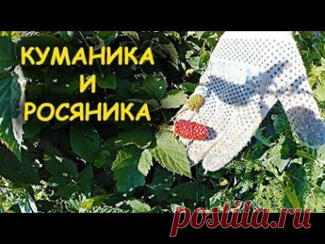 ОСОБЕННОСТИ ВЫРАЩИВАНИЯ ЕЖЕВИКИ // КУМАНИКА И РОСЯНИКА // УРОЖАЙНОСТЬ