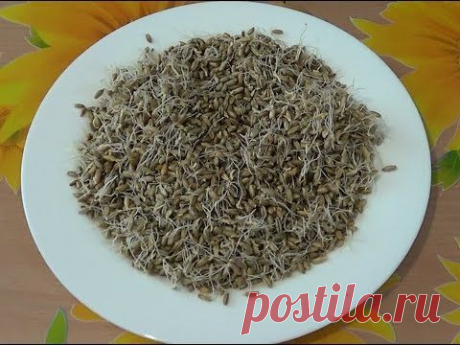 Солод для кваса в домашних условиях