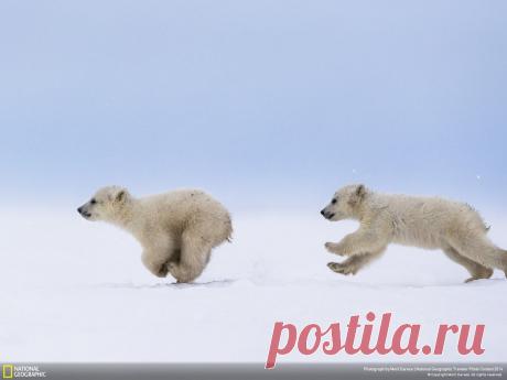 Клуб National Geographic Россия