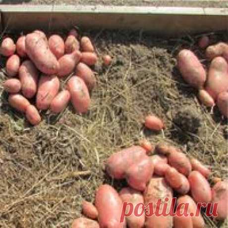 Высокий урожай картофеля | ВО САДУ И В ОГОРОДЕ Высокий урожай картофеля – секреты опытных дачников: правильный выбор семенных клубней, подготовка их к посадке, грамотная посадка, подкормка, уход