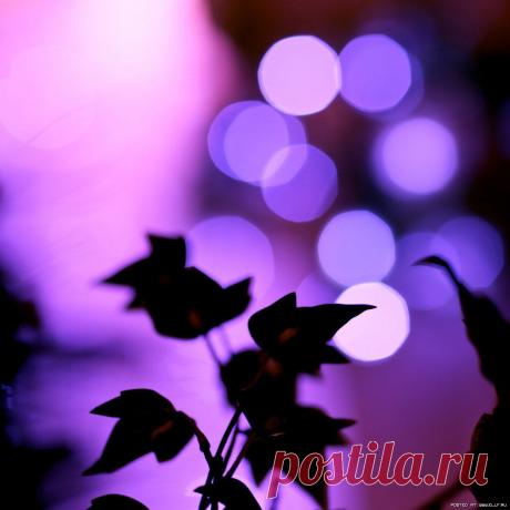 фиолетовый цвет - 707 . картинок. Поиск@Mail.Ru