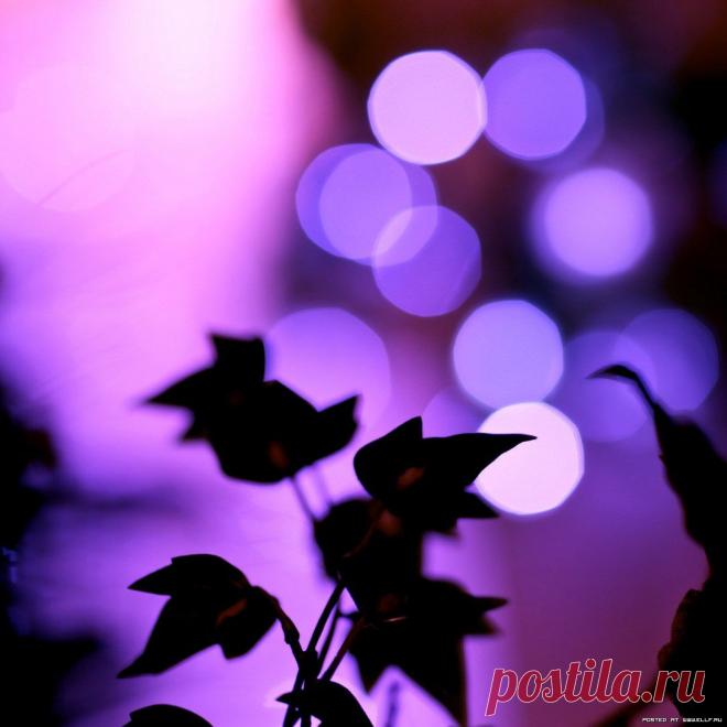 фиолетовый цвет - 707 . картинок. Поиск@Mail.Ru