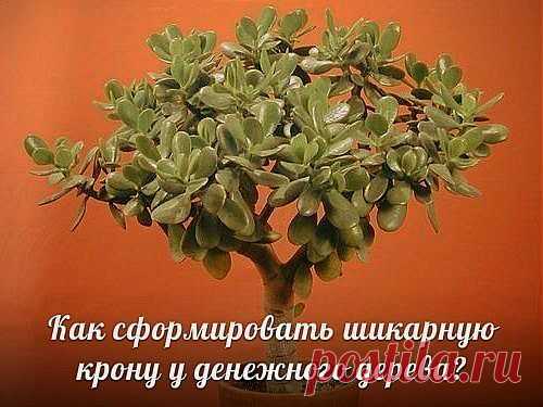 Как сформировать ШИКАРНУЮ крону у денежного дерева?.