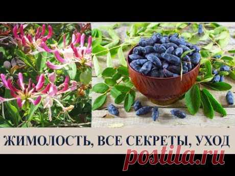 ЖИМОЛОСТЬ, ВСЕ СЕКРЕТЫ, УХОД