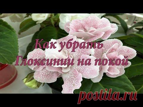 Как убрать Глоксинии на период покоя! Мой практический опыт!