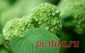 Цветы обои на рабочий стол - страница 12