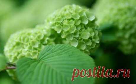 Цветы обои на рабочий стол - страница 12