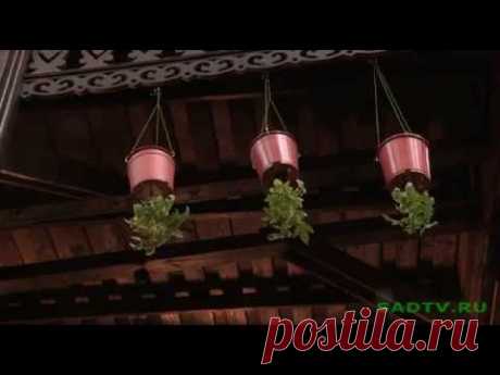 141  Помидоры вниз головой.