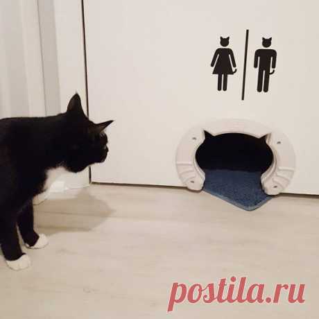 Кошки: туалетный вопрос. Наши фишечки | Шкода КОТавия. Марс & Персик | Яндекс Дзен