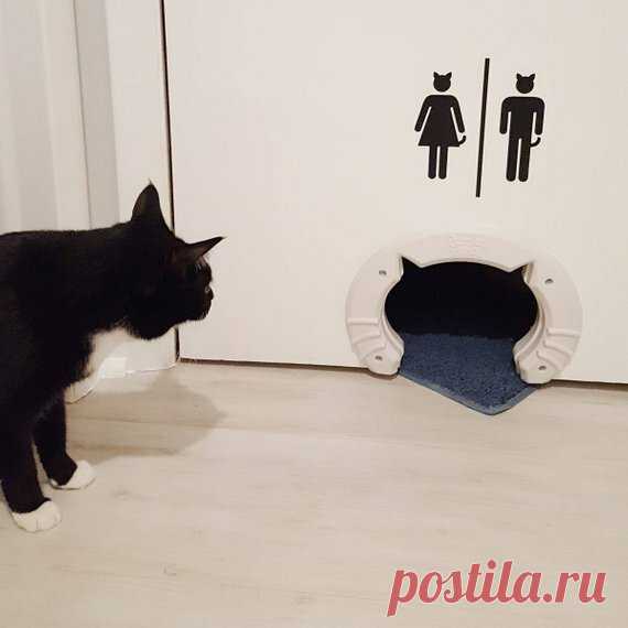 Кошки: туалетный вопрос. Наши фишечки | Шкода КОТавия. Марс & Персик | Яндекс Дзен