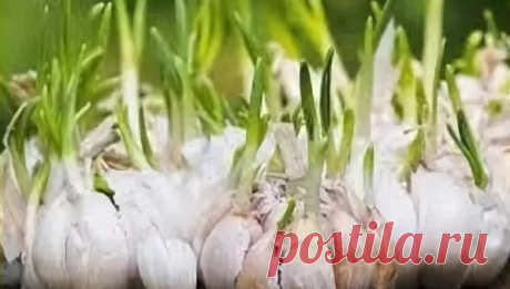 7 &quot;дешевых&quot; народных средств от грибка ногтей | экономъ | Яндекс Дзен