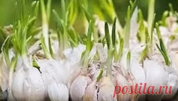 7 "дешевых" народных средств от грибка ногтей | экономъ | Яндекс Дзен