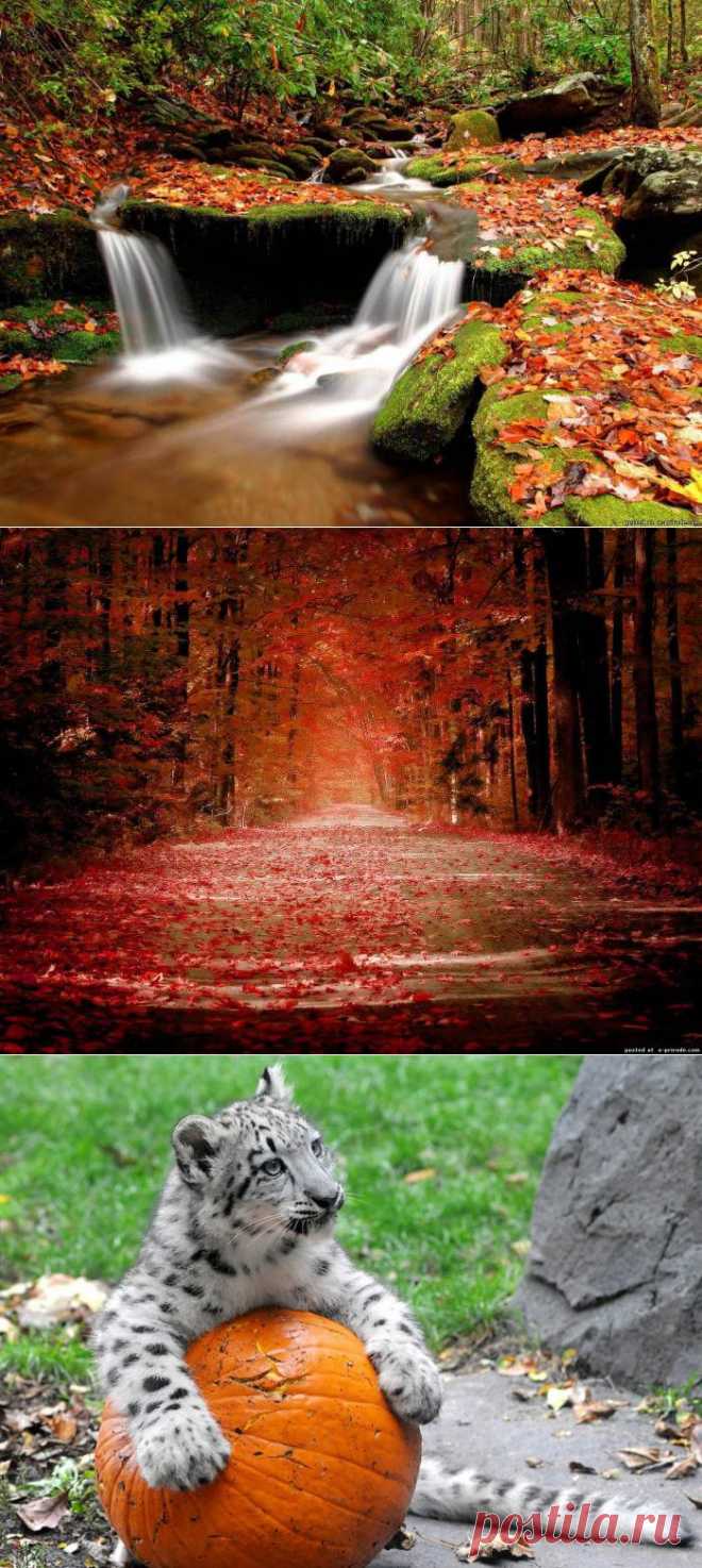 Осенние сюжеты - Фото - Калейдоскоп Эмоций