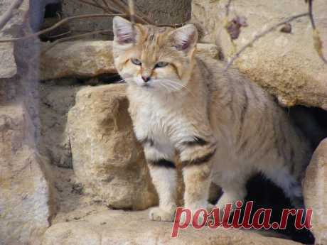 « Барханная кошка (Felis margarita) Обитает в жарких засушливых районах – в песочных дюнах, поросших белым саксаулом, песчаной осокой и другими кустарниками.» — карточка пользователя Валентина П. в Яндекс.Коллекциях