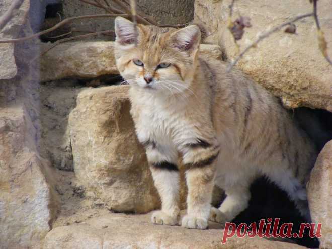 « Барханная кошка (Felis margarita) Обитает в жарких засушливых районах – в песочных дюнах, поросших белым саксаулом, песчаной осокой и другими кустарниками.» — карточка пользователя Валентина П. в Яндекс.Коллекциях