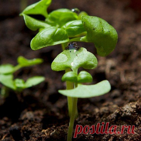 Подкормка и биологические стимуляторы роста для растений