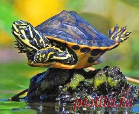 Animals - Google+