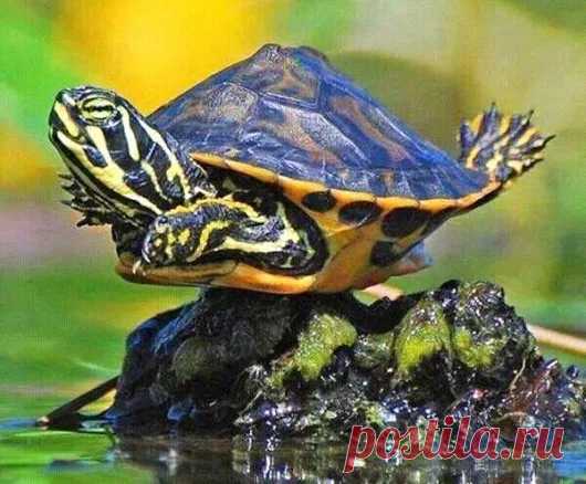 Animals - Google+