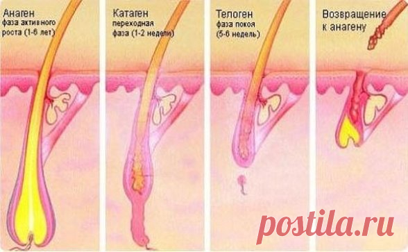 Волосы больше не выпадают