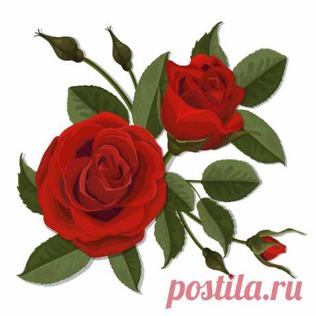 #scrap #scrapbooking #скрап #скрапбукинг #png #цветы #картинки #иллюстрации #розы