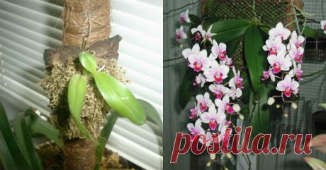 Эксперимент с орхидеей! Цветение меня ошеломило!