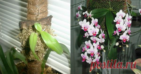 Эксперимент с орхидеей! Цветение меня ошеломило!