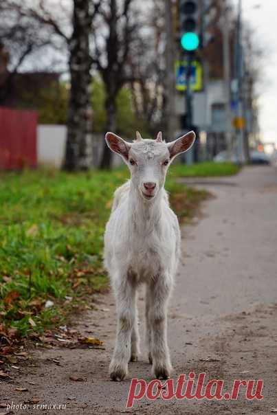 «Рогатый смайлик»
#домашниеживотные #фауна #животные