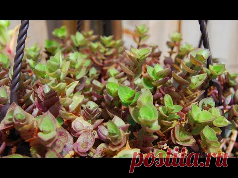 Кто такая КОЛЛИЗИЯ, как вырастить ШАРЫ, и размножить черенком.